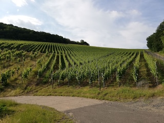 Rotweinwanderweg direkt vor der Haustür