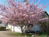 Frühling vor dem Haus