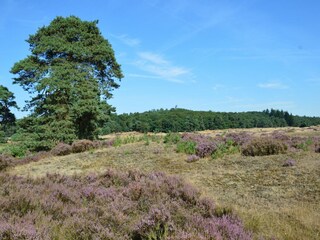 Chalet Putten Ambiente 28