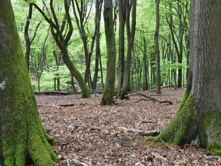 Chalet Putten Umgebung 30