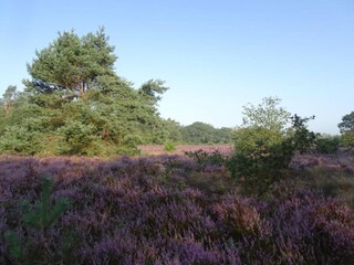 Chalet Putten Omgeving 38