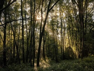 Chalet Putten Environnement 38