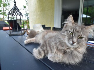 Vakantiehuis Quinéville  42