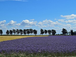Appartamento Timmendorf (Poel) Ambiente 29