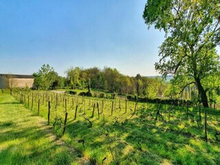 Maison de vacances Auriac-du-Périgord Environnement 44