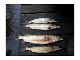 Fischgarantie direkt aus dem See