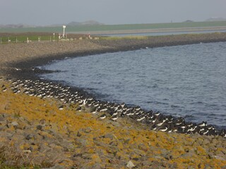 Vögel