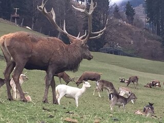 Wildpark, Aurach