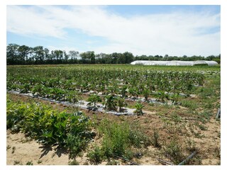 Casa per le vacanze Portiragnes Ambiente 20