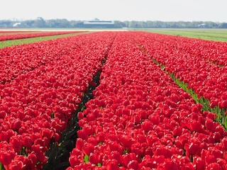 Blumenzwiebelfelder bei Petten