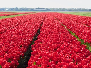 Vakantiehuis Petten Buitenaudio-opname 12