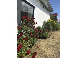 Vakantiehuis Petten Buitenaudio-opname 5