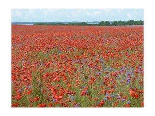 Casa per le vacanze Sassnitz Ambiente 20