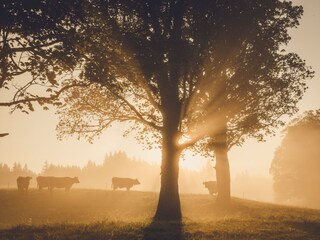 Chalet Ramsau am Dachstein Caratteristiche 20