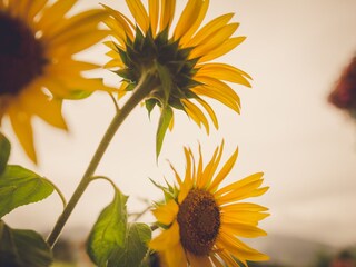 Chalet Ramsau am Dachstein Entorno 31