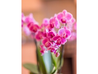 Casale Ramsau am Dachstein Caratteristiche 14