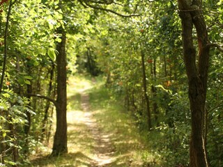 Wanderweg durch das Wäldchen