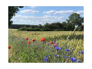Landschaft rund um Gandenitz