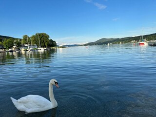 Appartamento per vacanze Velden Ambiente 32