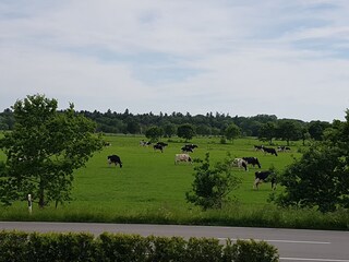 Apartamento de vacaciones Großheide Grabación al aire libre 3