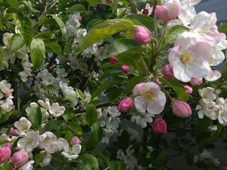 Zierapfel im Garten zu Pfingsten