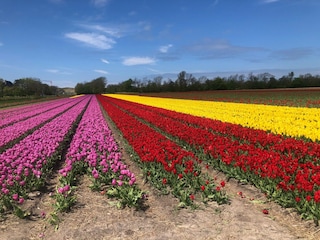 Tulpenblüte im Mai