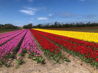 Vakantiehuis Sint Maartenszee Omgeving 23