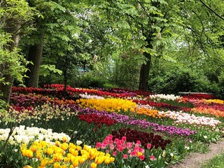 Tulpenpark Anna Paulowna