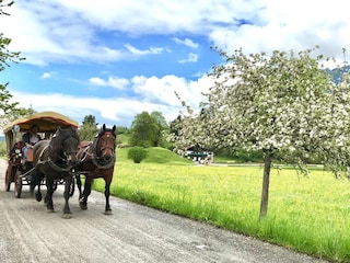 Gemütliche Kutschfahrt  durch unsere Natur