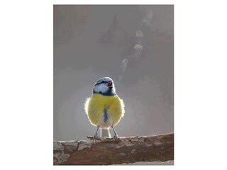 Villa Groet Ambiente 26