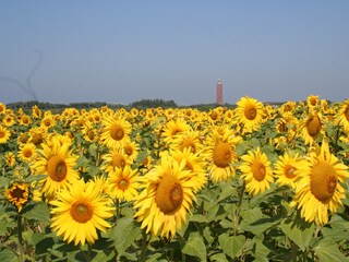 Vakantiehuis Ouddorp Omgeving 24