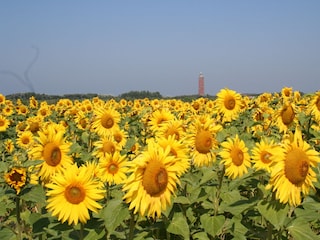 Vakantiehuis Ouddorp Omgeving 35