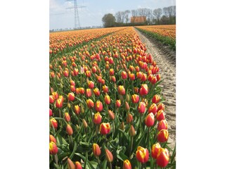 Ferienwohnung Katwijk aan Zee Umgebung 28