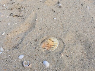 Vakantiehuis Ravenoville  42