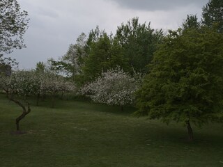 Obstblüte
