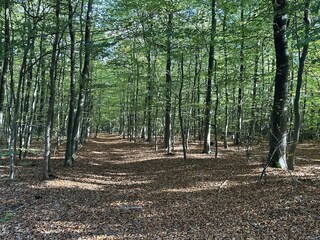 Schöne Spazierwege durch den Wernerwald
