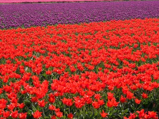 Casa per le vacanze Bergen (Holland) Ambiente 19