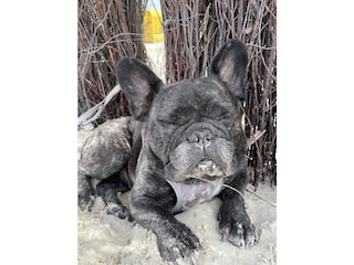 Entspannung für Ihren Hund am Strand garantiert