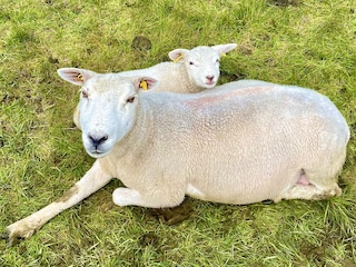 Die Nachbarn vom Deich