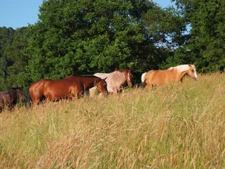 Casa per le vacanze Losheim am See Ambiente 23