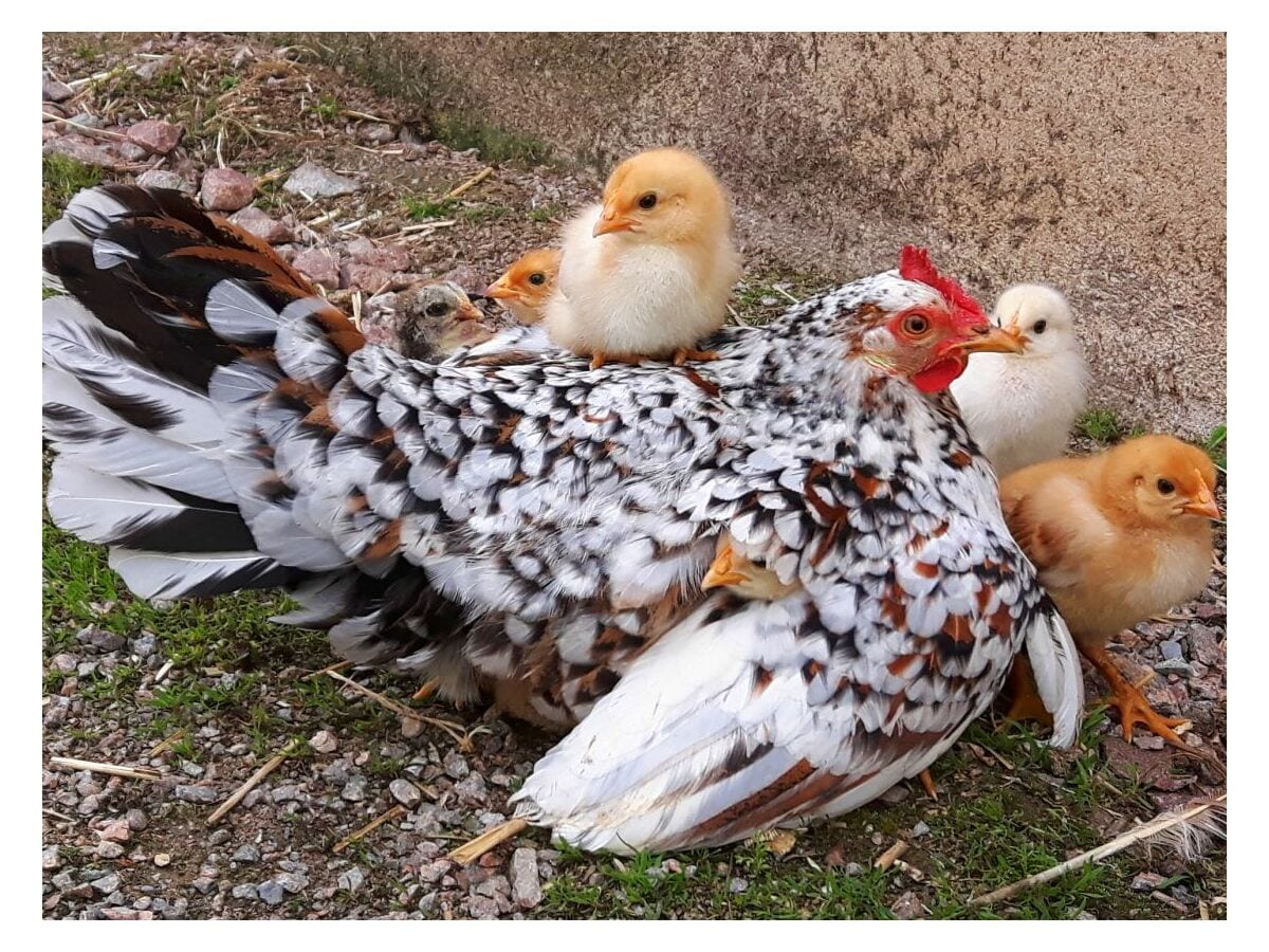 Tiere am Hof: Hühner Kücken