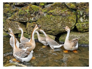 Gänse im Bach