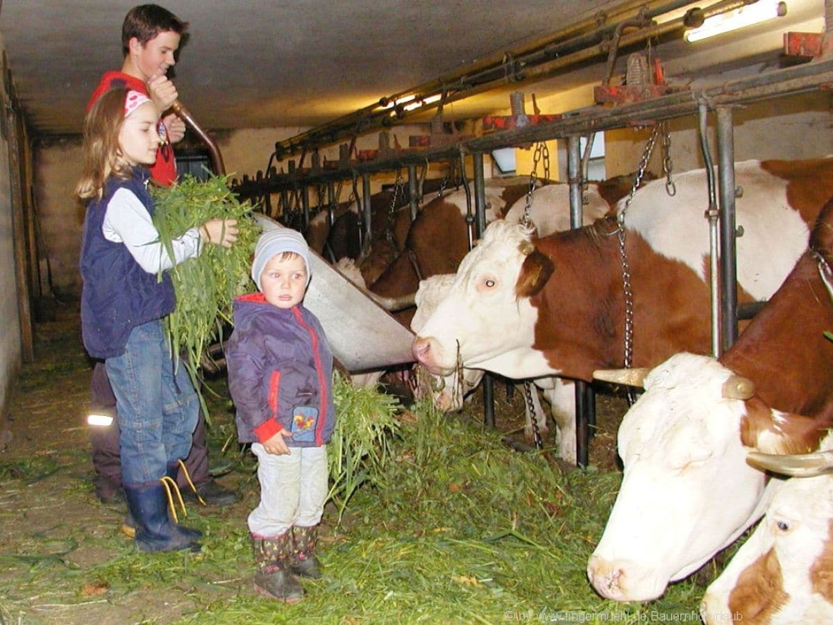 Die Kinder im Kuhstall beim Tiere füttern