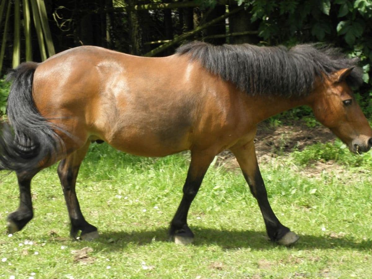 Pony Reiten für Kinder auf dem Bauernhof