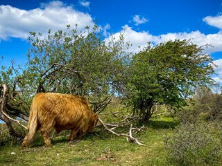 Appartamento per vacanze Egmond aan Zee Ambiente 31