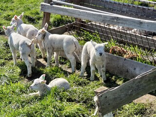 Appartamento per vacanze Den Hoorn Ambiente 20