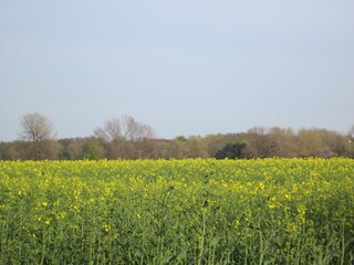 Rapsfelder