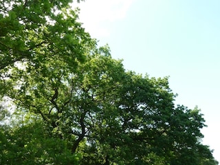 Kilometerlange Waldwege im Freesenbruch