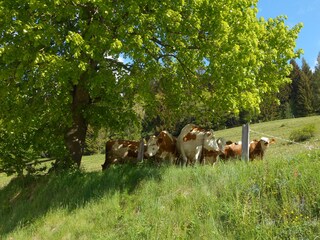 Casa per le vacanze Aigen im Ennstal Registrazione all'aperto 4