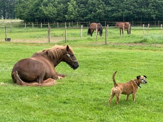 Casa per le vacanze Aerdt Registrazione all'aperto 6